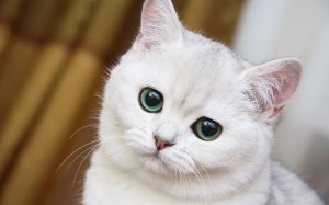 Cat Green Eyes